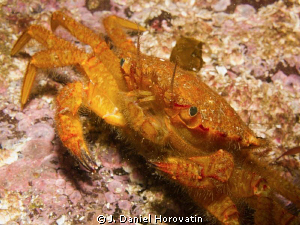 Helmet Crab determined not to back down by J. Daniel Horovatin 